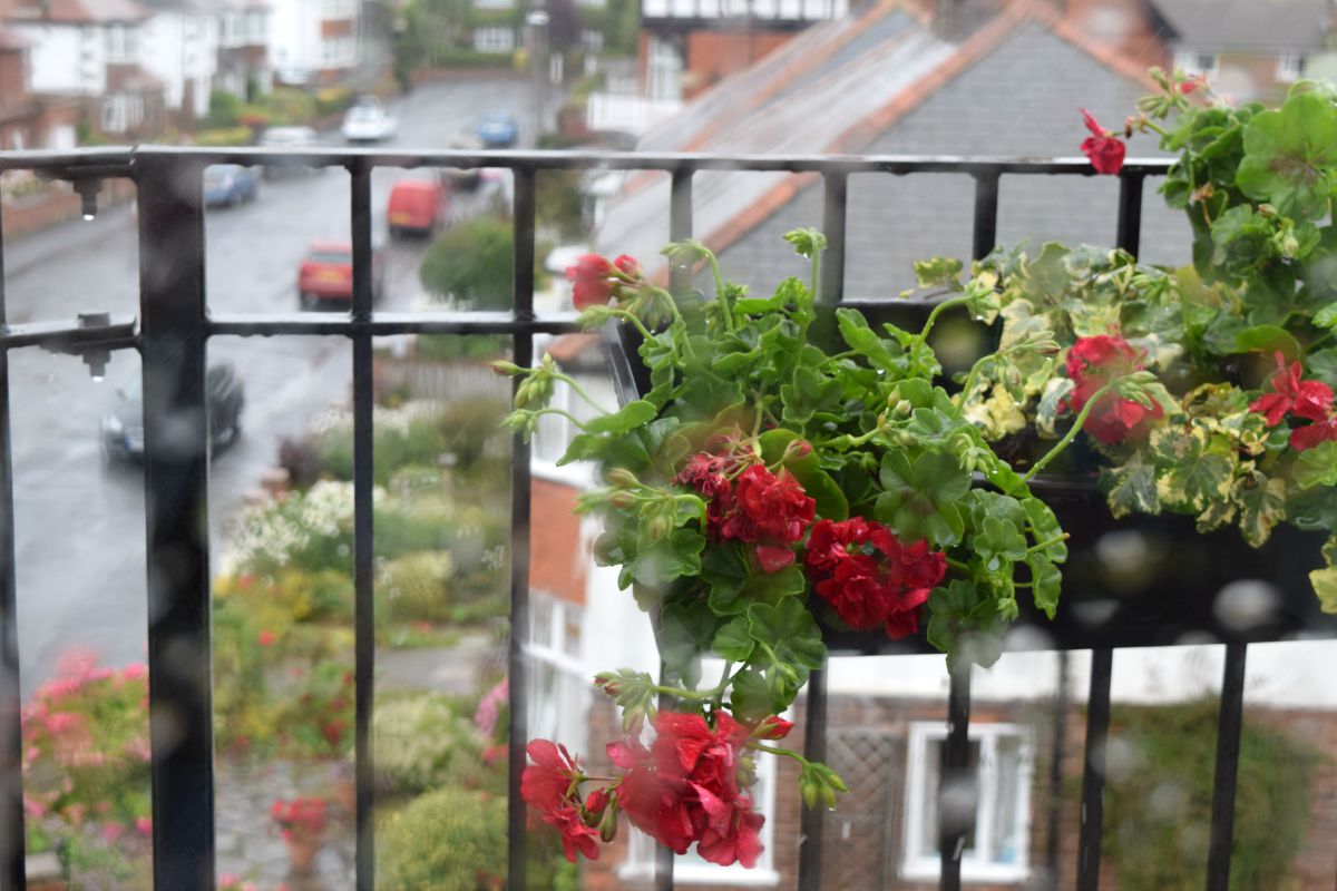 Geraniums on the balcony in Filey