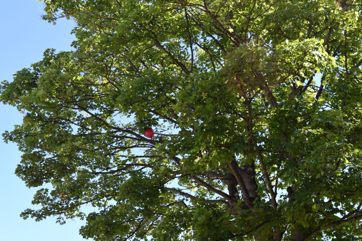 Balloon trapped in the tree