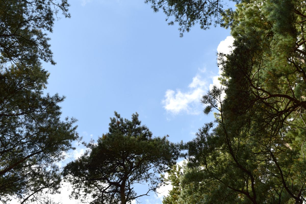 Sky through the trees at Formby