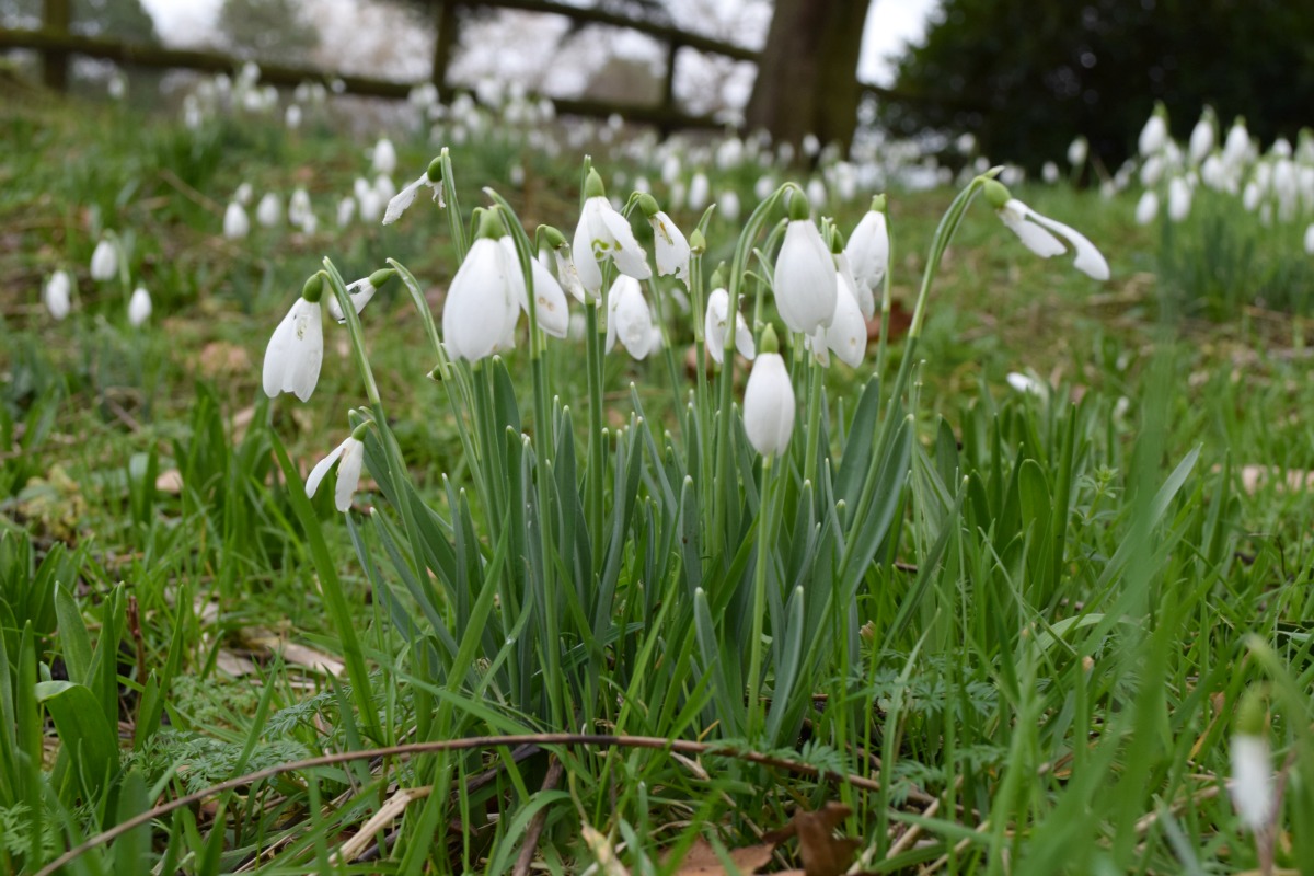Snowdrops at Rode Hall http://rainbeaubelle.com