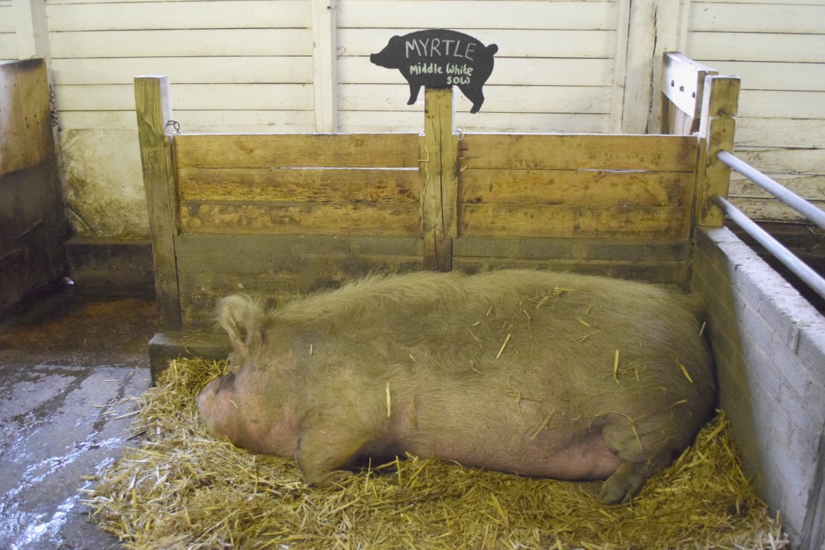Pigs at Tatton Farm