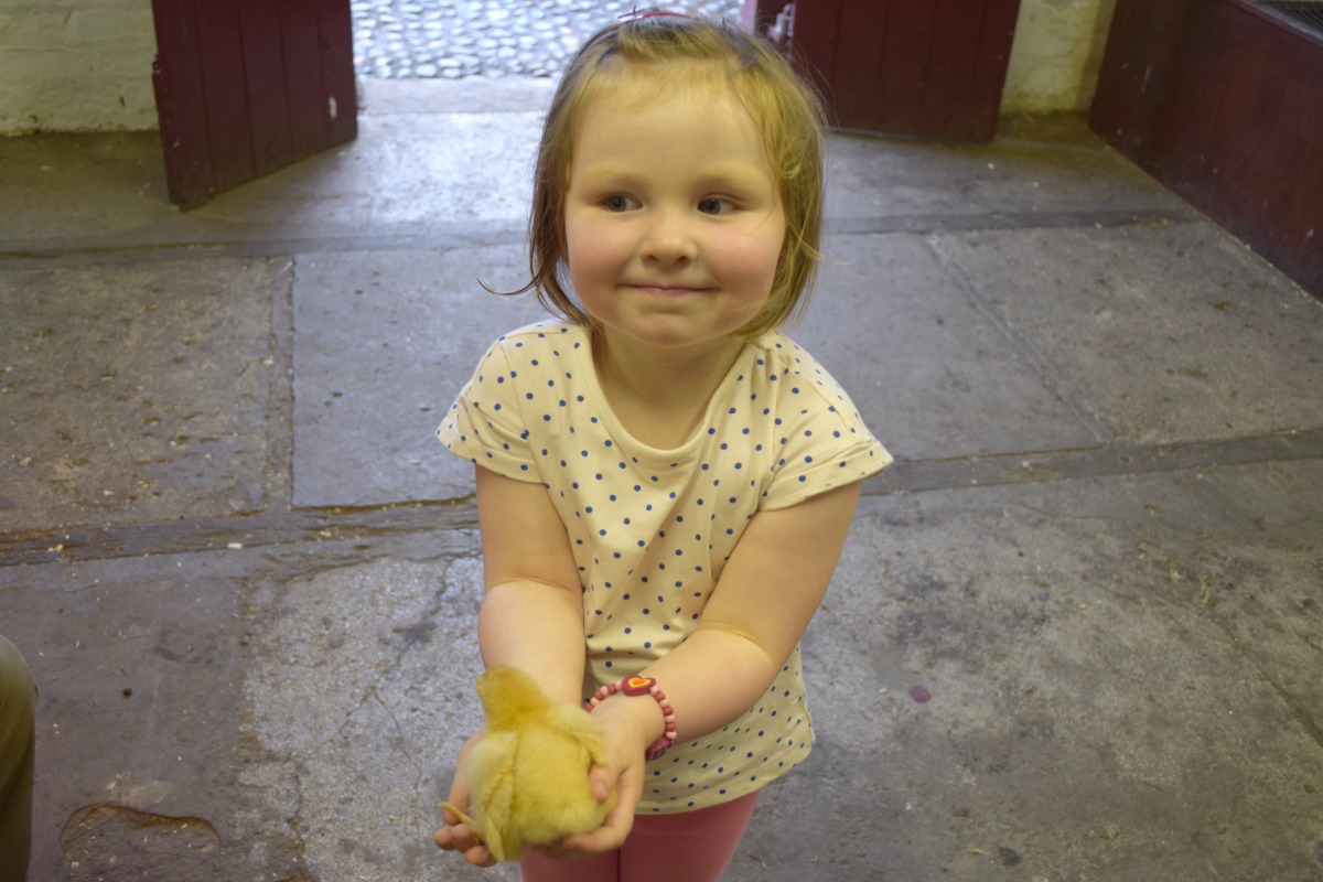 Chick holding at tattoo farm