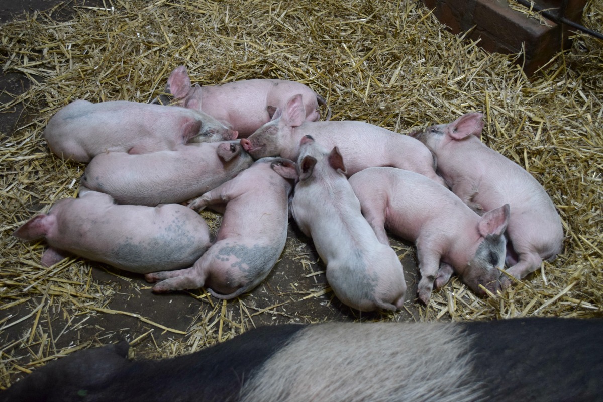Piglets at Tatton