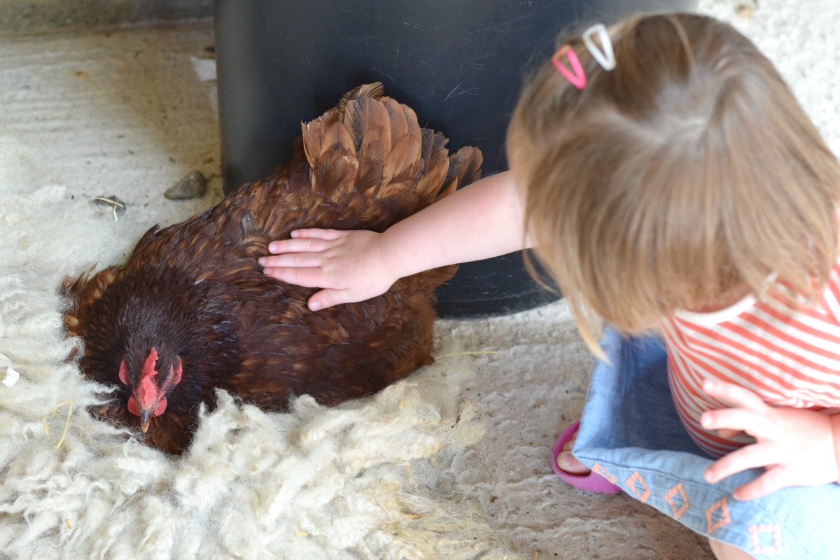 Flo with a chicken at Hesketh Farm
