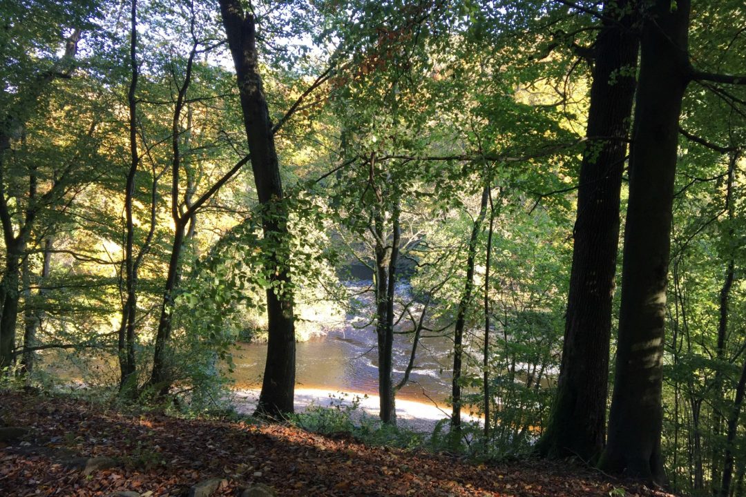 Strid Woods at Bolton Abbey