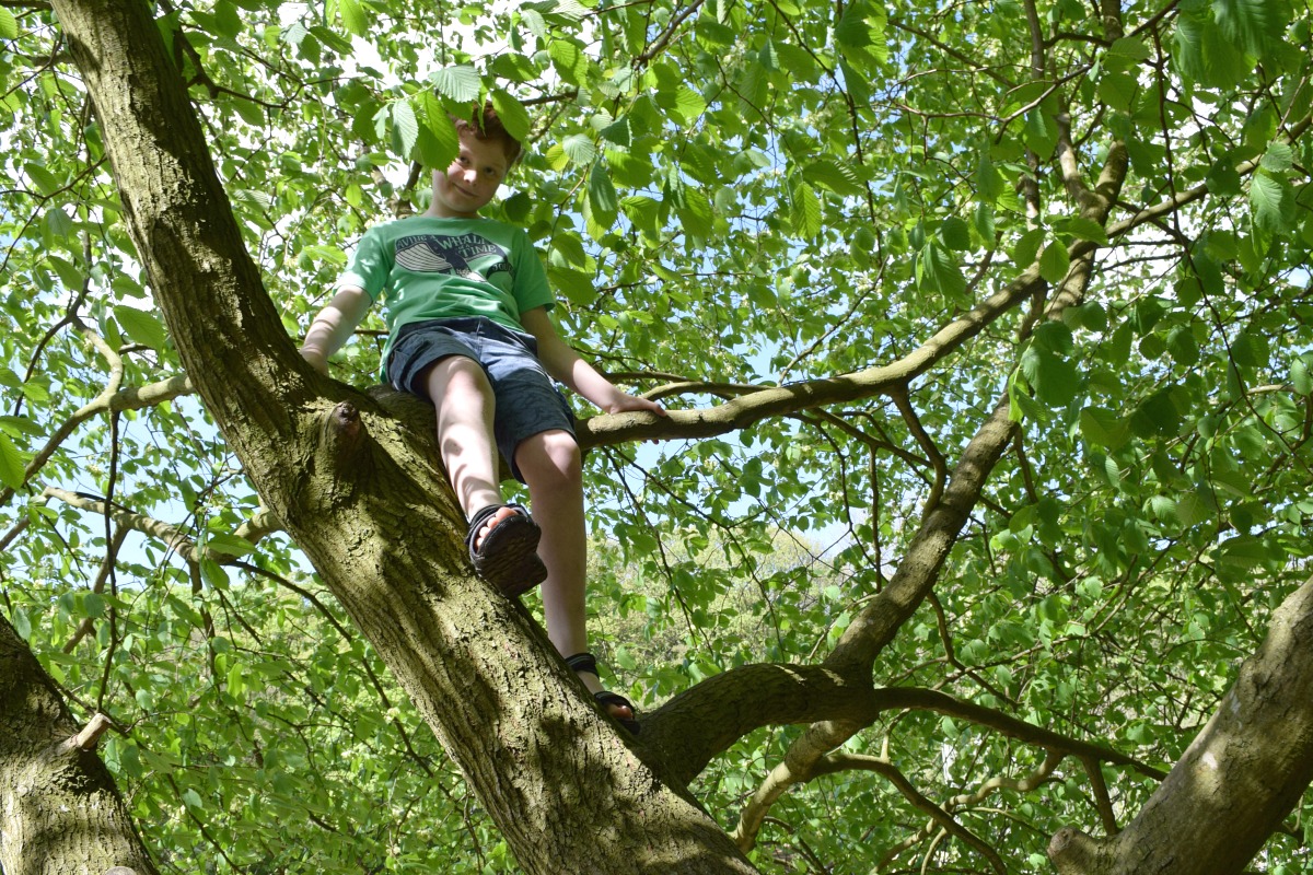 Sam climbing a tree