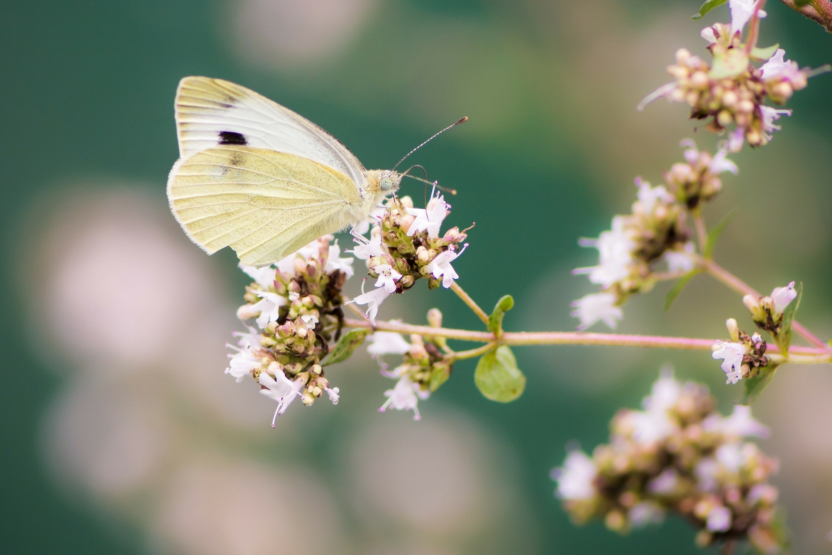 Cabbage White from Canva