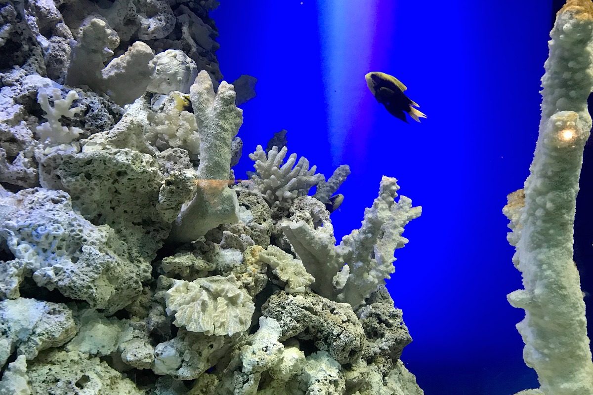 Inside the aquarium